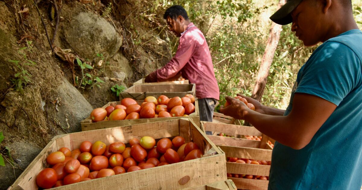 Meksika domates tarifesini reddediyor ve yeni bir anlaşma arıyor
