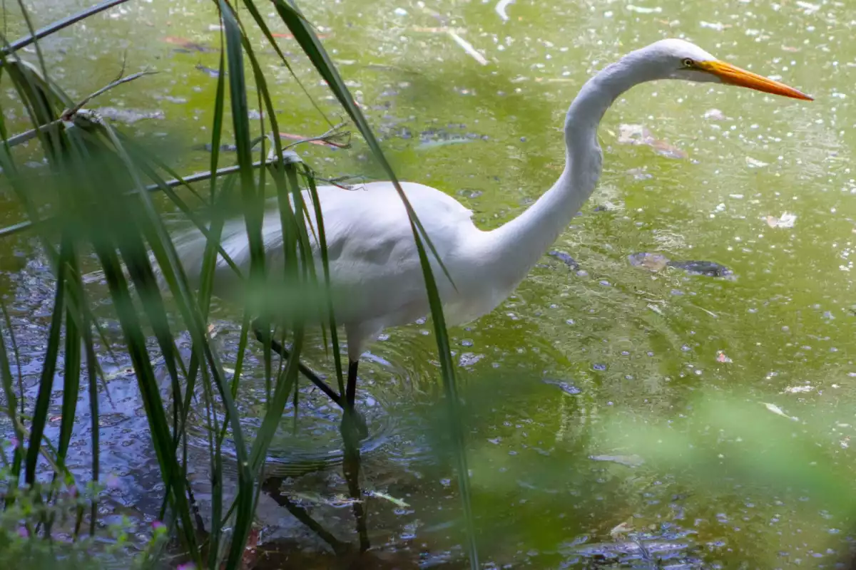 especies-canal-nacional