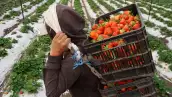 MEXICO-US-ECONOMY-TRADE-STRAWBERRIES