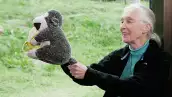 Dr Jane Goodall Speaks At Taronga Zoo