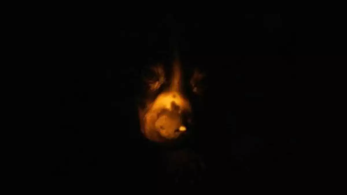 perro fluorescente