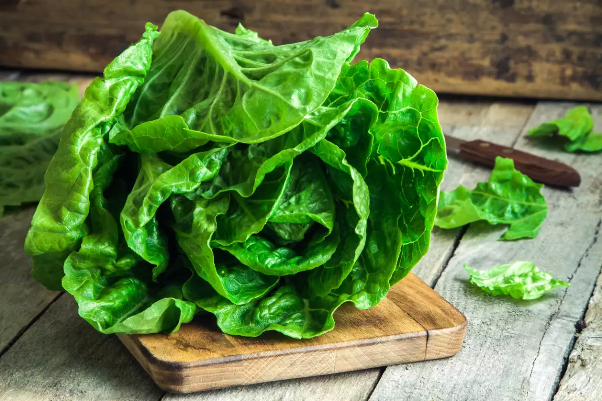 Lechuga