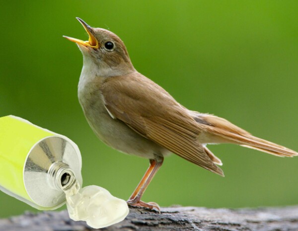 Los deshechos más usados de pájaro son los del ruiseñor.