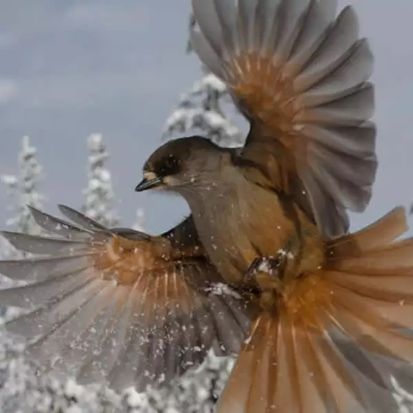 ave premio wildlife photographer