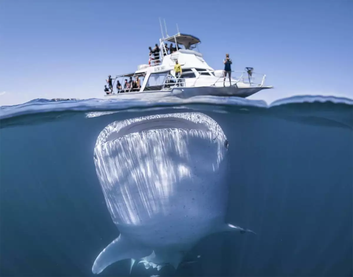 Tiburón ballena