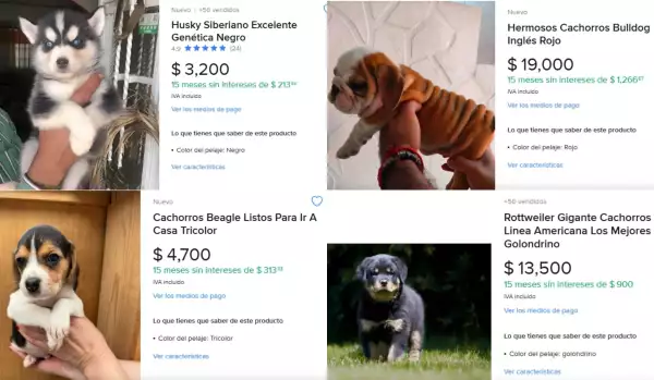 puppies Mercado Libre CDMX.jpg