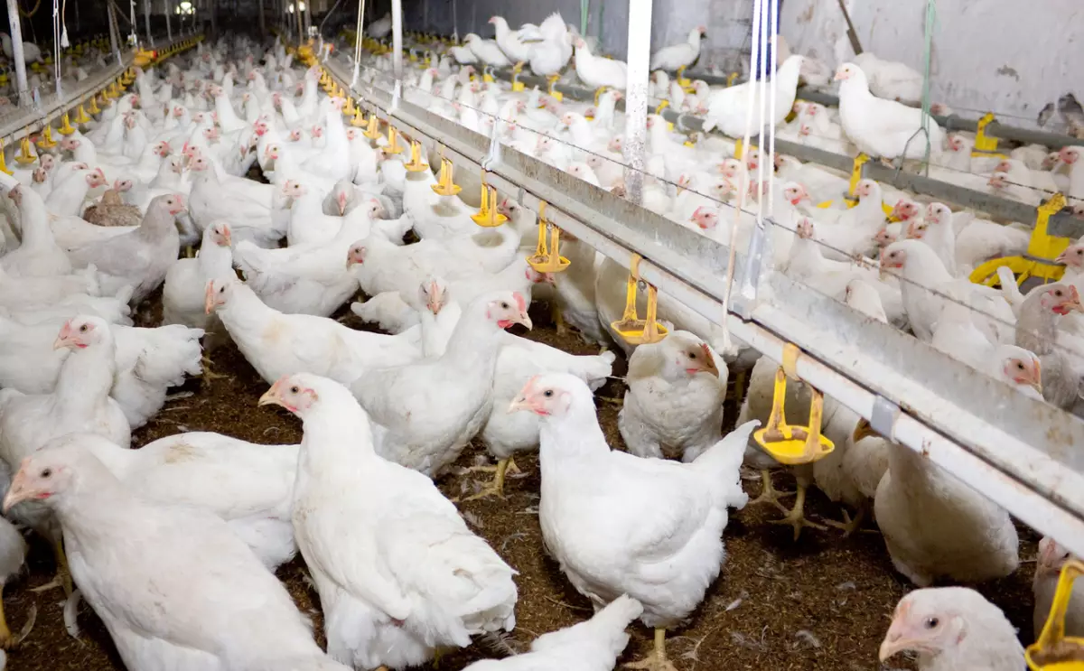 El desequilibrio del T-MEC: por qué el pollo de EU sí entra a México, pero el mexicano enfrenta muchas barreras 