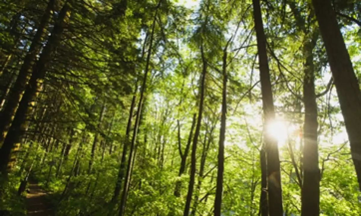 Más de 300 millones de dólares se destinarán a las iniciativas propuestas e implementadas por comunidades forestales. (Foto: Thinkstock)