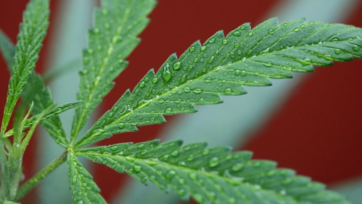 planta marihuana
