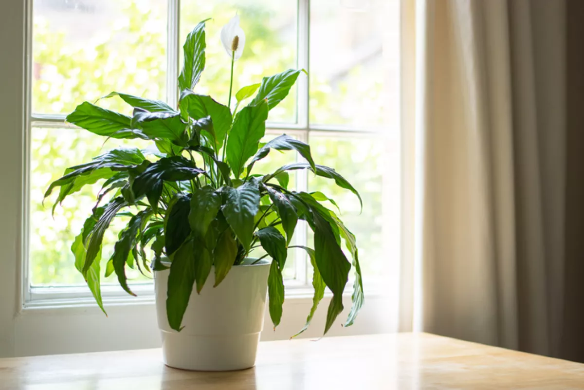 Peace lily plant 