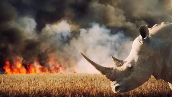 Environmental Damage (Savanna Fire and Rhinoceros in Africa)