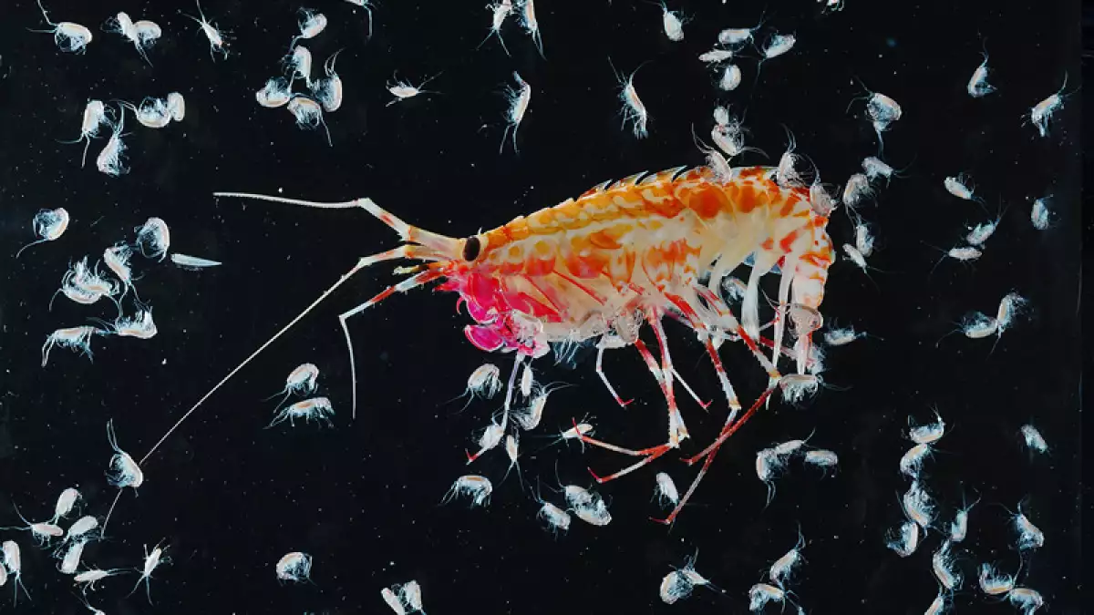 Misterioso ecosistema marino en la Antártida