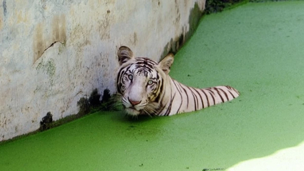 Tigre blanco India