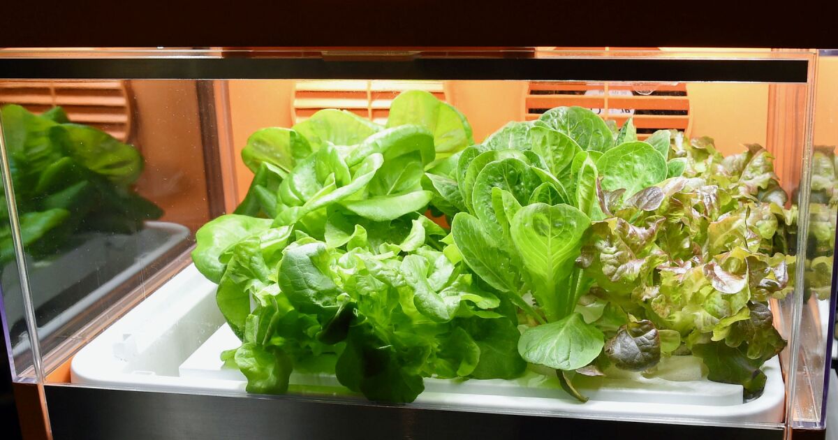 FDA SE RETRACTA: ¡FALSO POSITIVO EN LECHUGA MEXICANA!