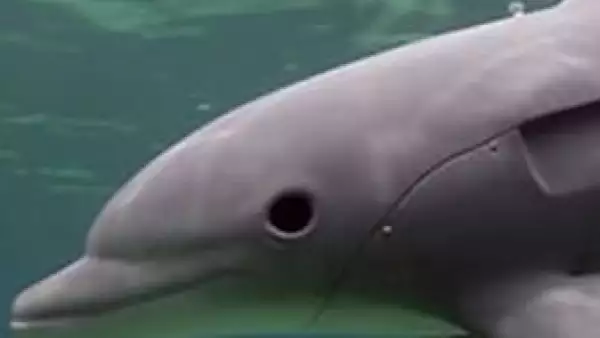 LOG-robot delfin