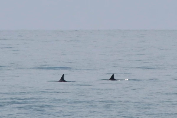 Avistamientos de vaquita marina