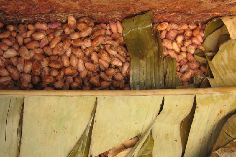 El sabor comienza con la fermentaci�n, que se produce en la finca inmediatamente despu�s de la cosecha