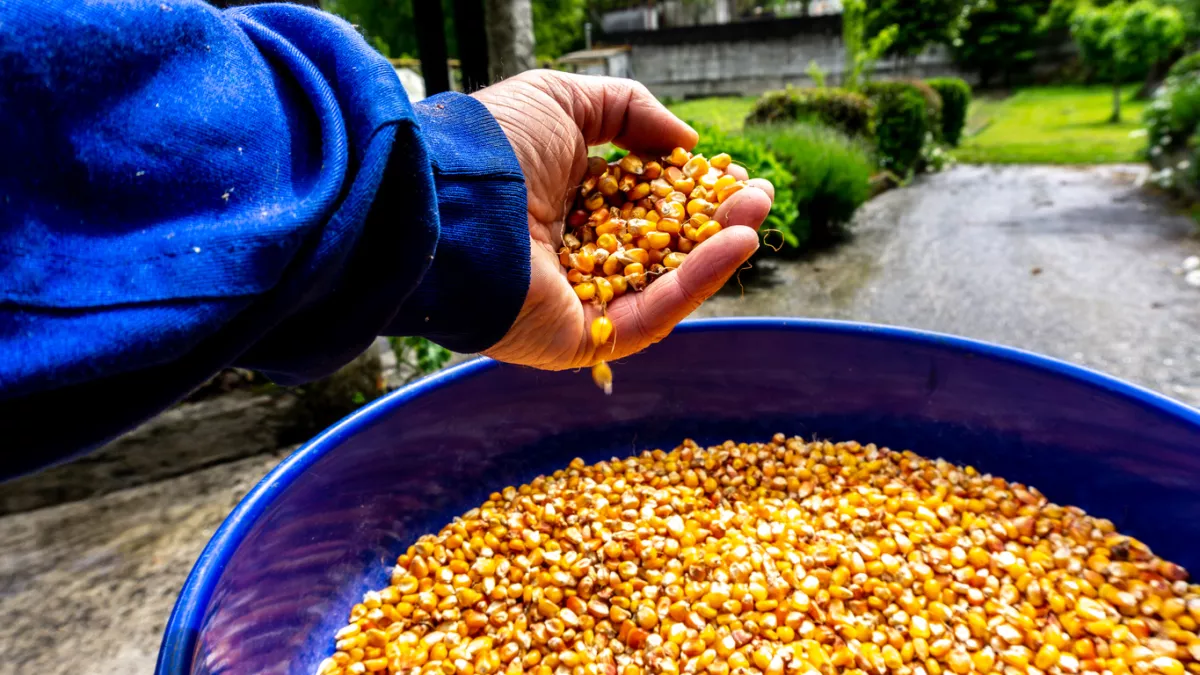 Economía defenderá postura de México sobre maíz transgénico