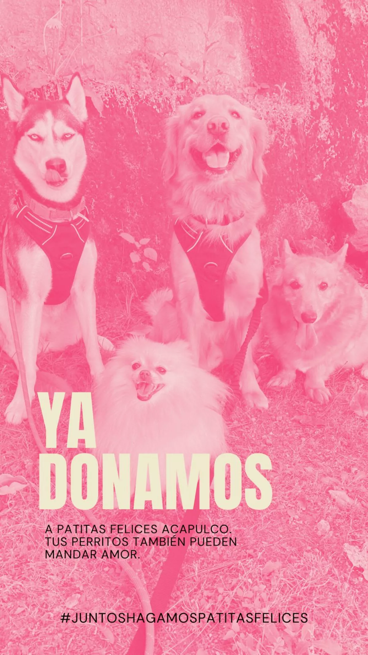 Cuatro perros en un jardín con texto 