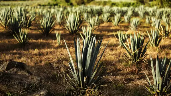 Tequila