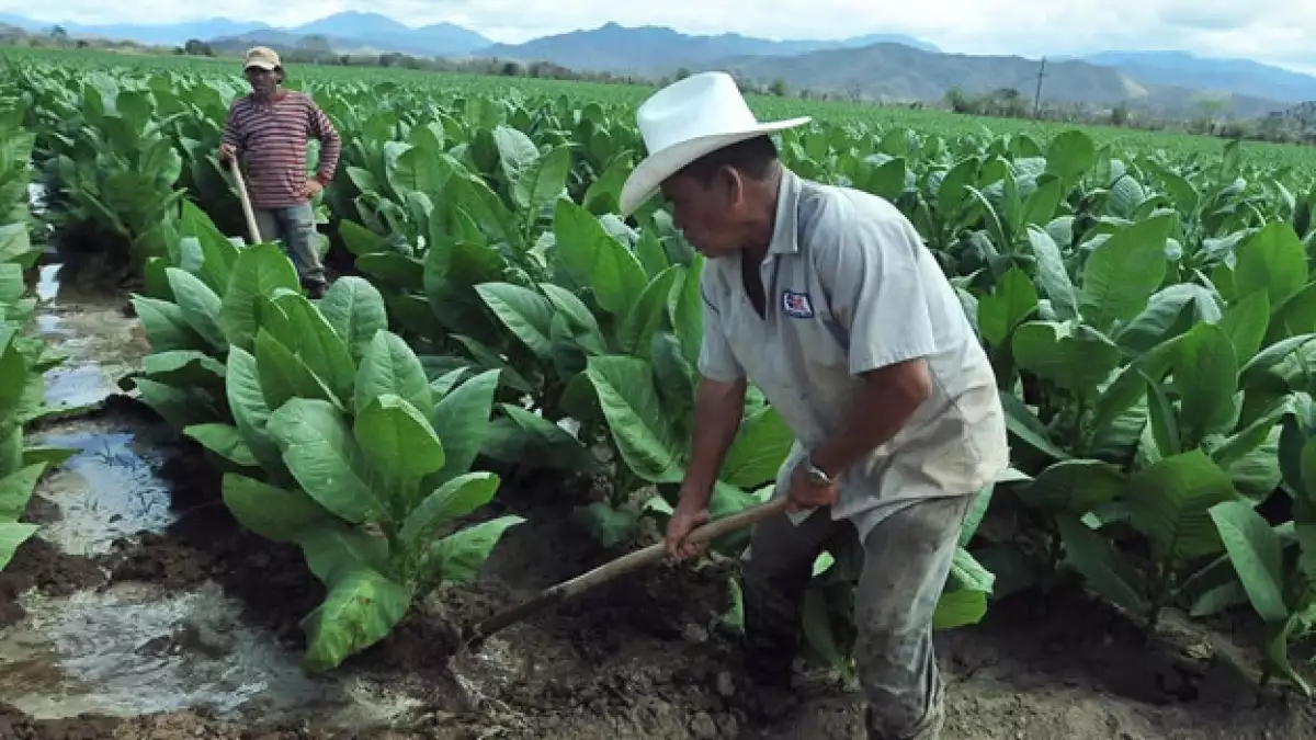 Cultivos de tabaco en Honduras