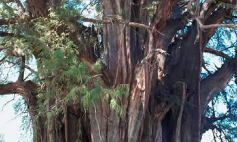 El árbol del tule mide casi 60 metros y el comité para su protección busca convertirlo en patrimonio de la humanidad. (Foto: Thinkstock)