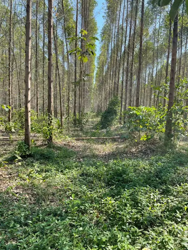 Plantío de eucalipto