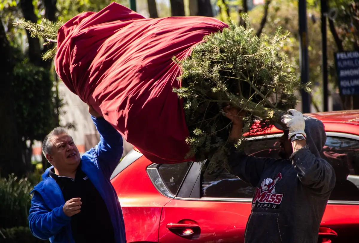 donde-tirar-arbol-denavidad-gam