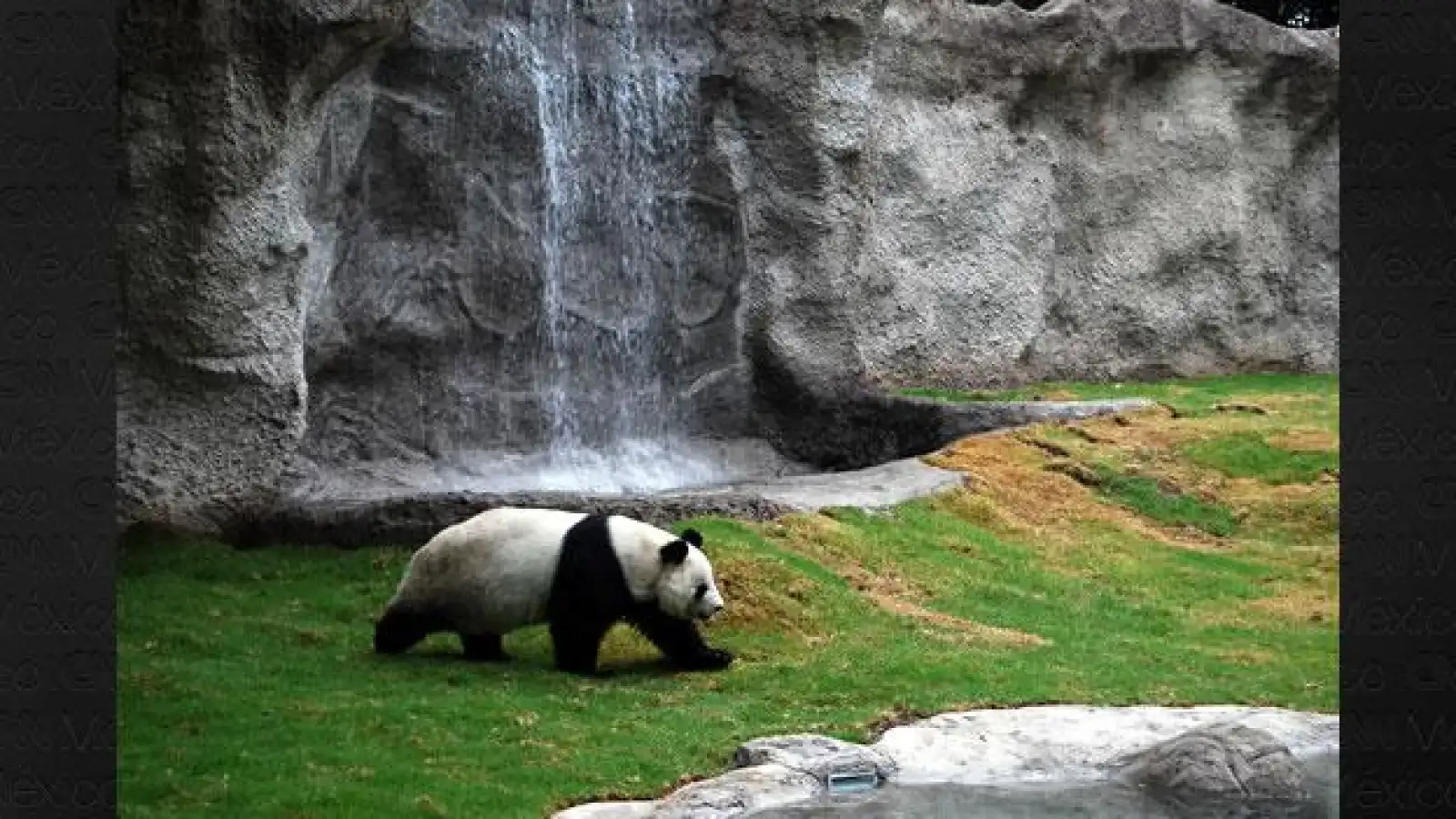 Panda Shuan Shuan