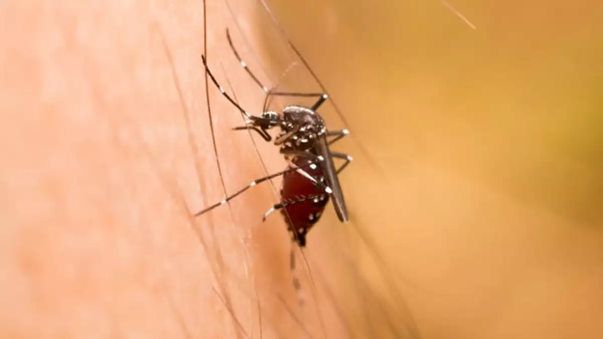 malaria mosquito