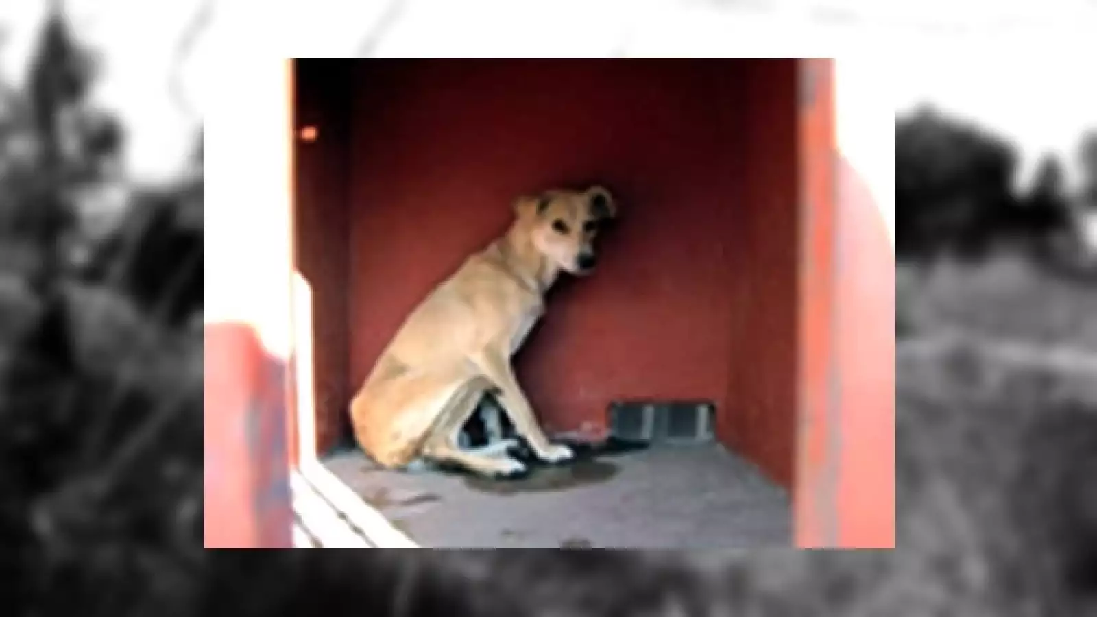 perrosd iztapalapa 10