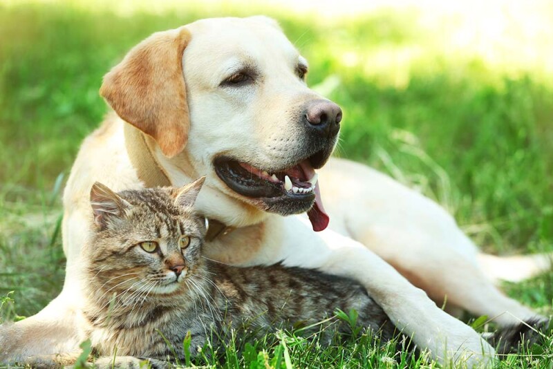 Perros y gatos