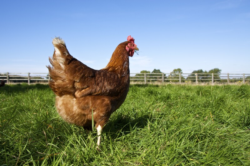 Gallina Libre