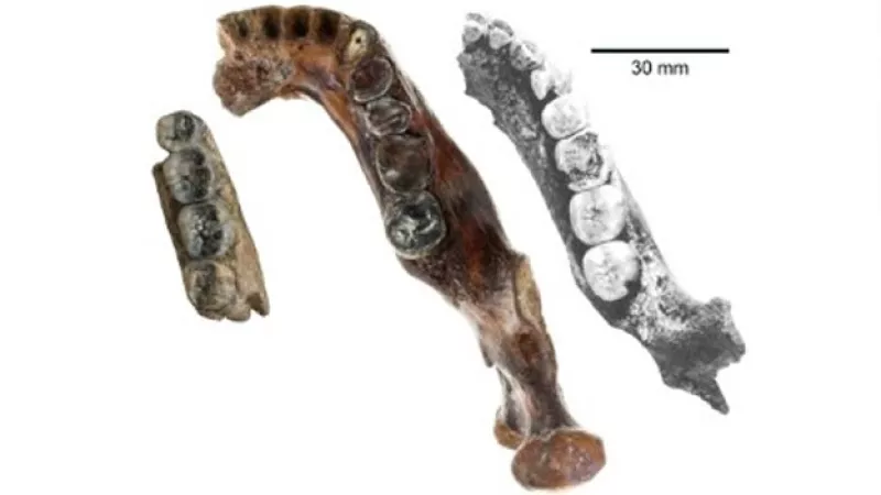 manidbula fosil hominido