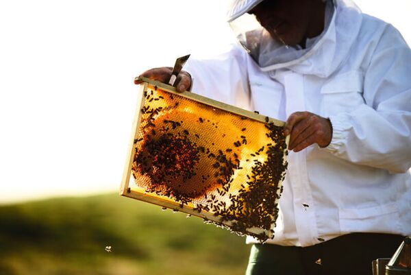 abejas-guerlain-día mundial-miel-skincare-iniciativas-bees-1.jpg