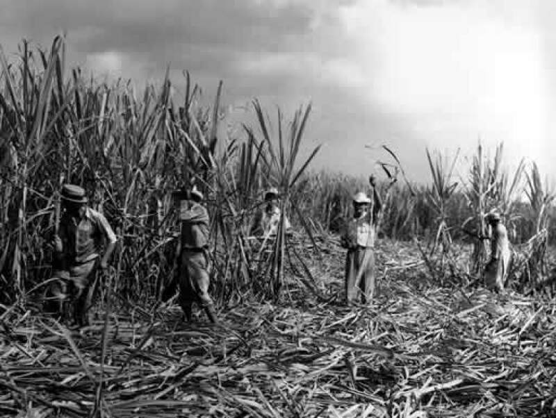 Los cañeros aseguran los industriales venden el producto a bajos precios. (AP) (Foto: AP)