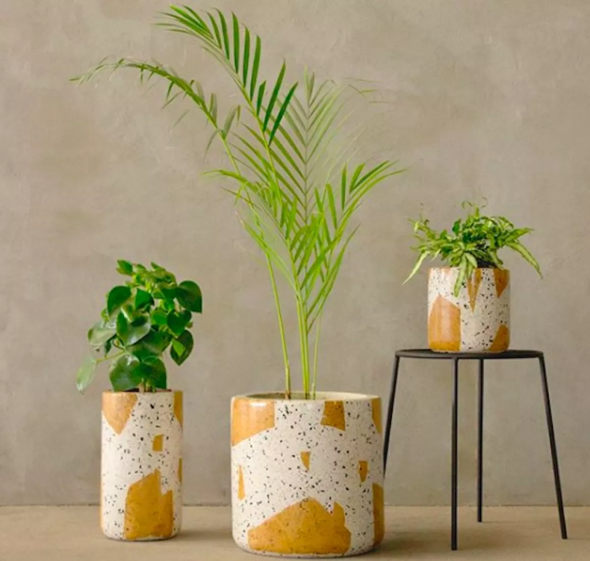 botanica-juarez-plantas-cdmx