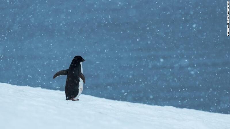 Pingüino