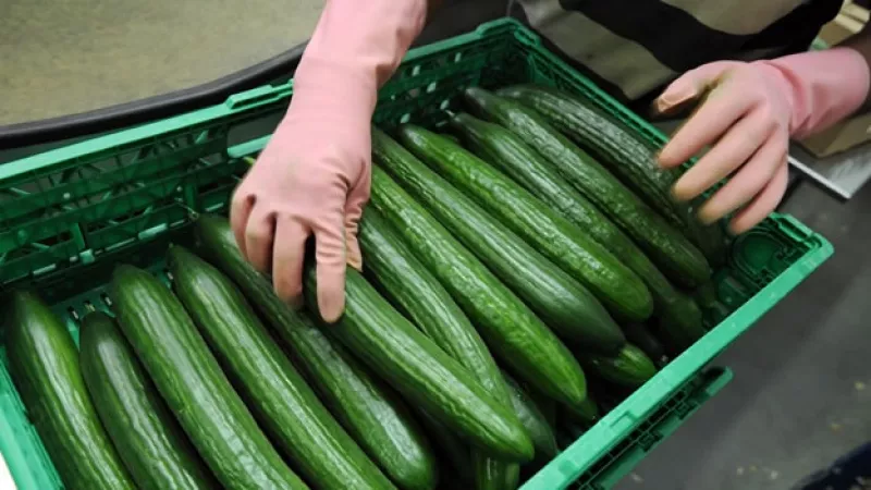 Pepinos con bacteria