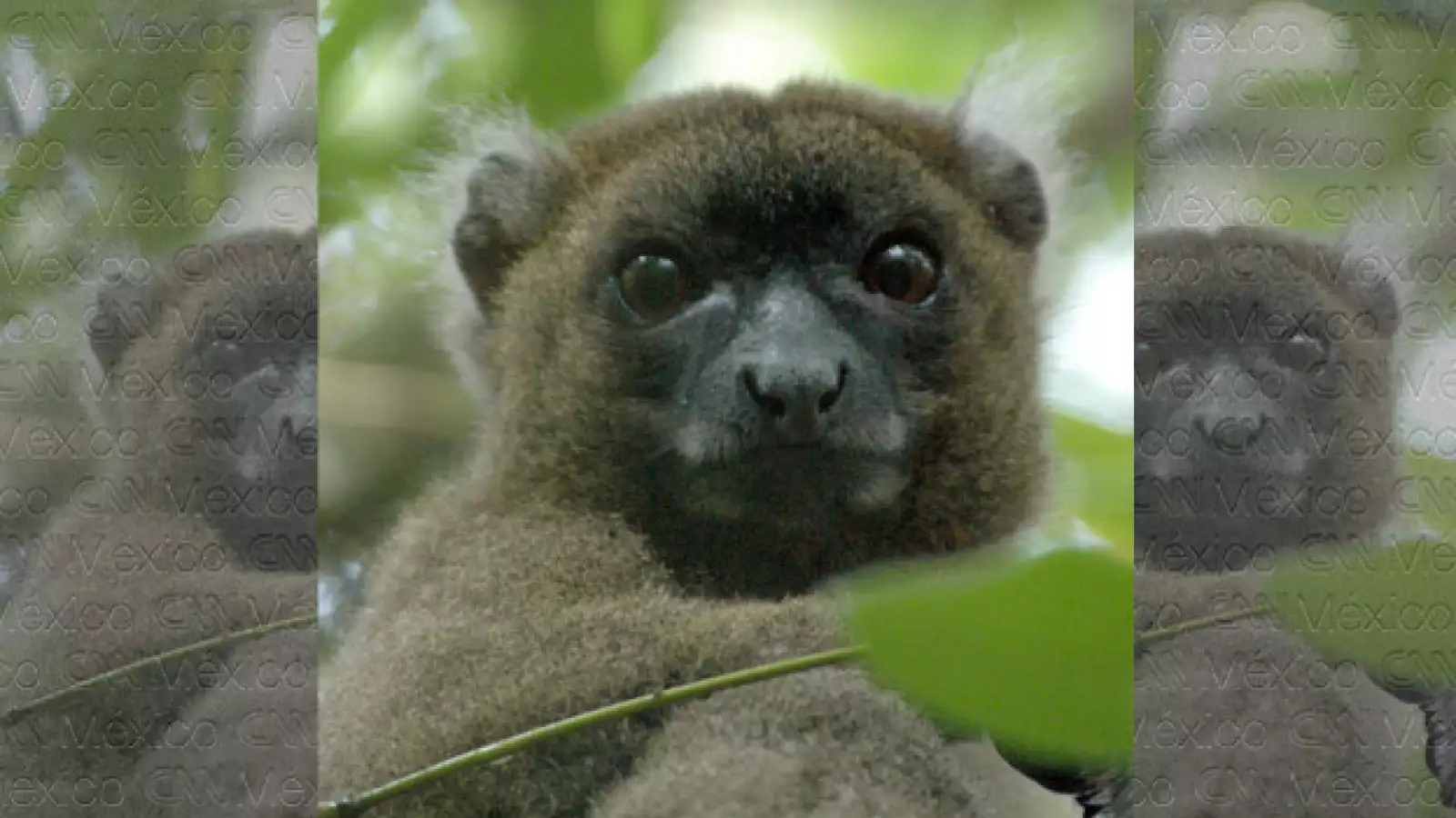 La mitad de los primates en el mundo en riesgo de extinción