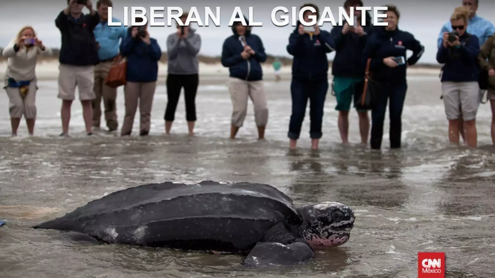 tortuga en carolina del sur