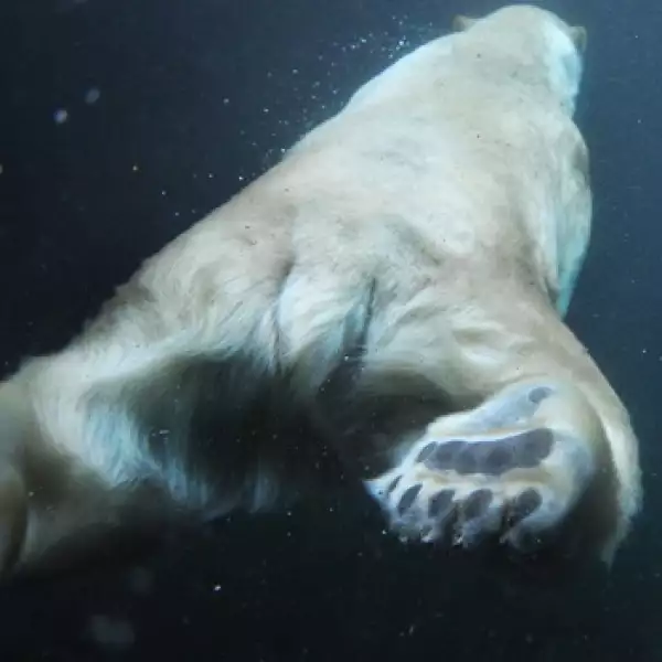 alemania, animales, calentamiento global, oso, polo norte, ambiente