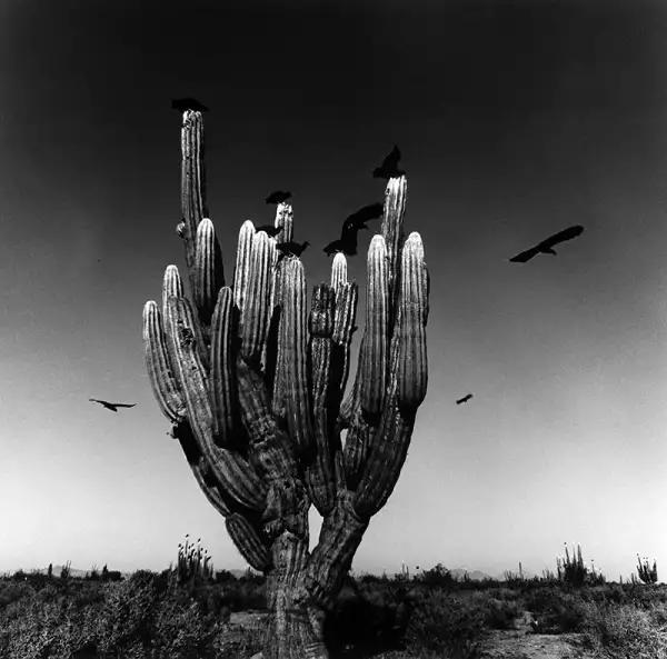 graciela iturbide cartier paris