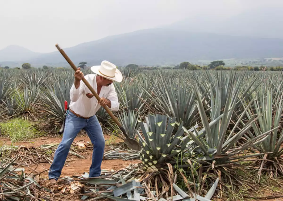 agave campo