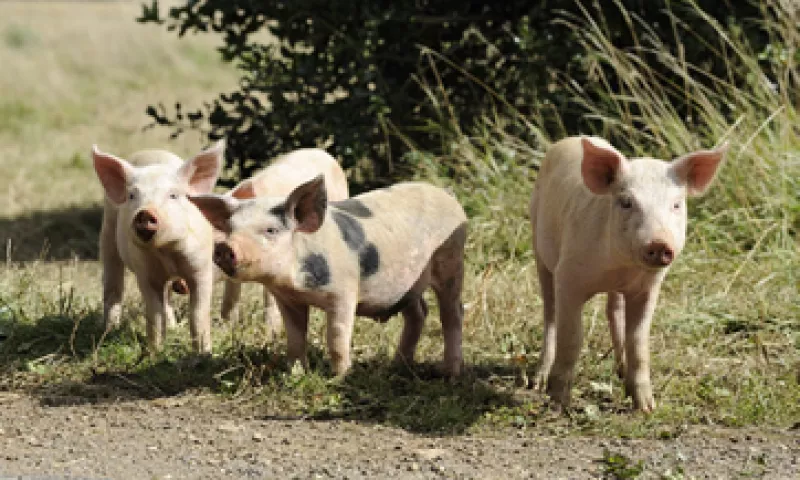 La enfermedad causada por el virus ha provocado un aumento en los precios. (Foto: GettyImages)