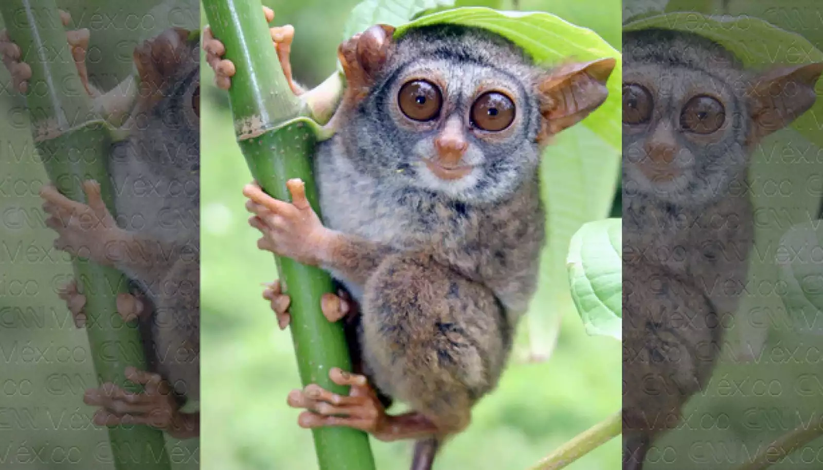 La mitad de los primates en el mundo en riesgo de extinción