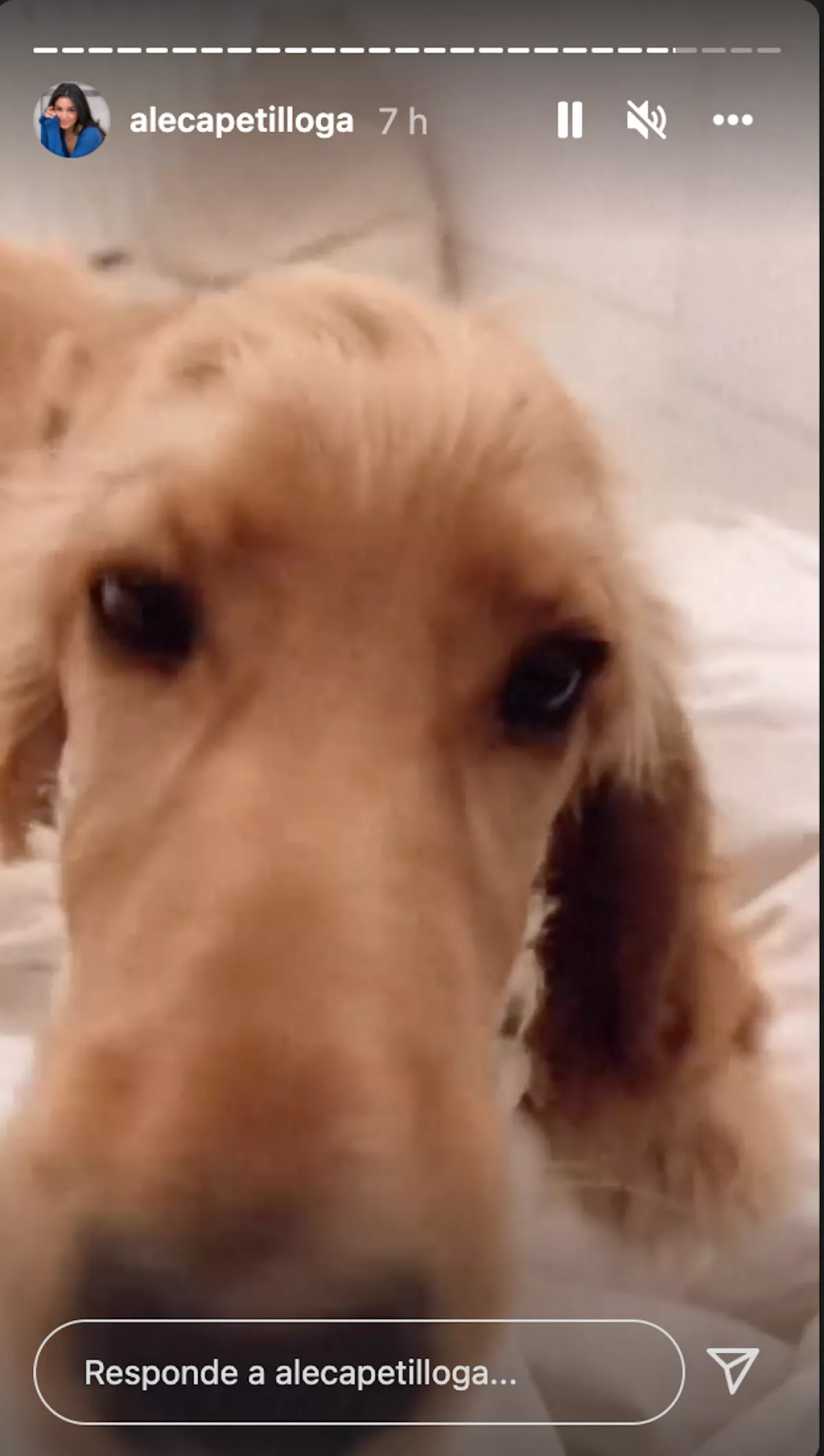 ale-perro.jpg