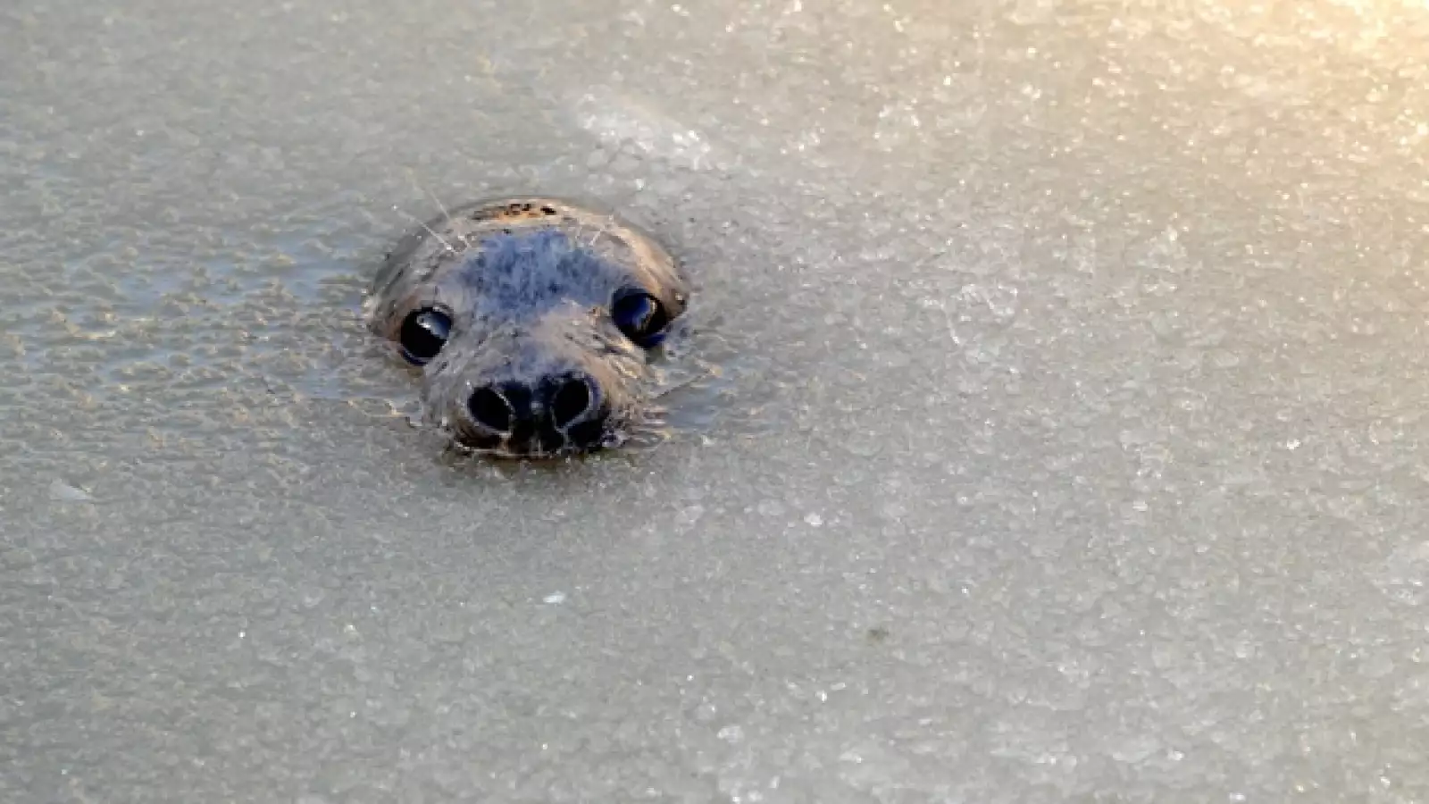 Hielo, planeta, leon marino, frio, ola polar, ambiente