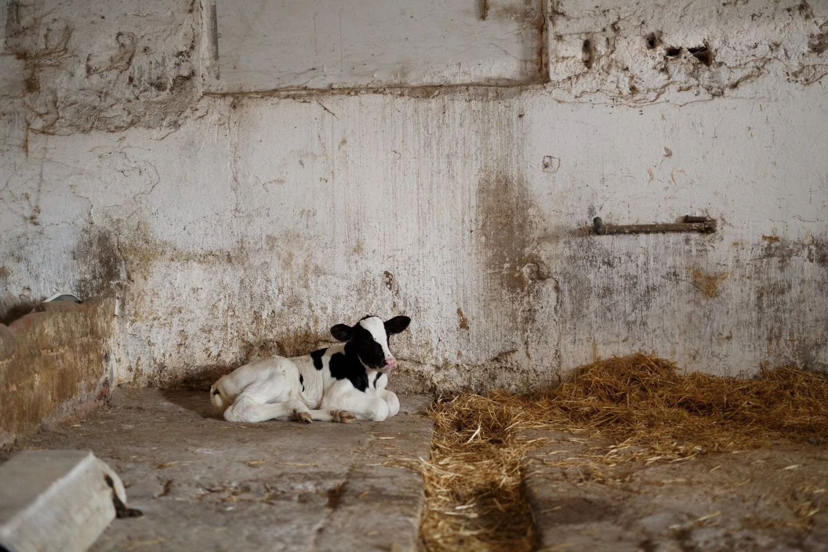 Hasta 1,000 productores por mes dejaron la actividad en el país, afirma Femeleche.