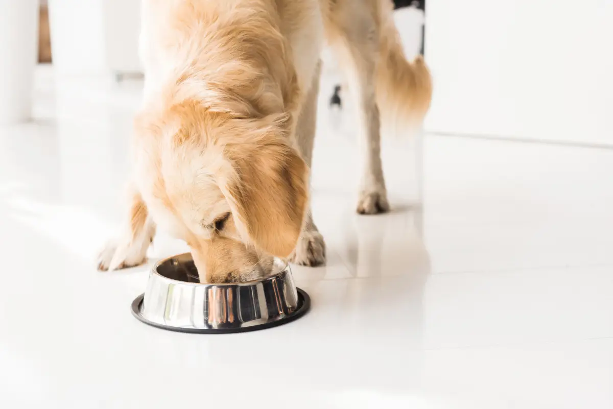 perro-comida-cantidad